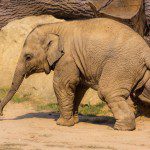 Baby elephant running